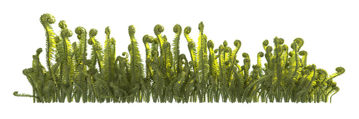 ostrich fern isolated 