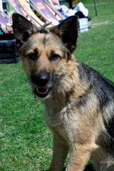 german shepherd dog