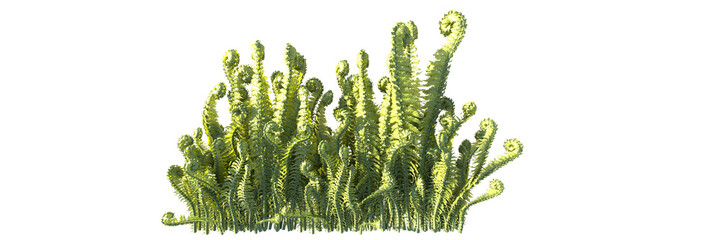 ostrich fern isolated 