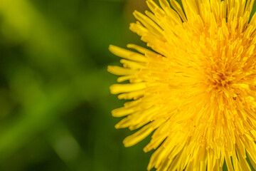 Yellow dandelion on a green nature background