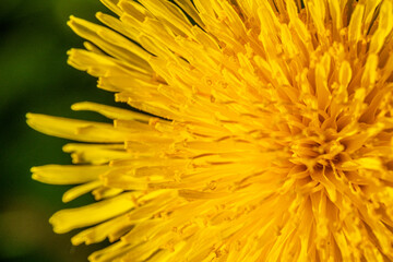 Yellow dandelion on a green nature background
