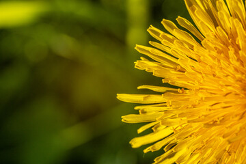 Yellow dandelion on a green nature background