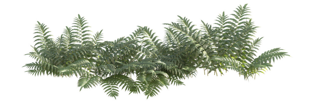 fern shrub isolated