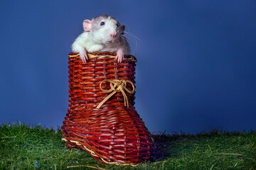 A cute rat dumbo sitting in a big wooden shoe.