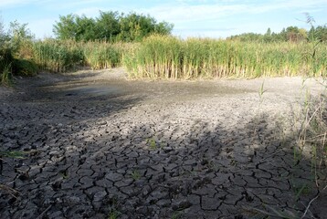 Craced soil at the bottom of a dried lake ,reeds.