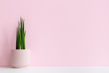 Houseplant in pink flower pot near pink wall.
