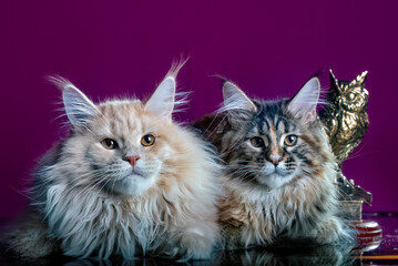 Cute maine coon kittens on pink background in studio, isolated.