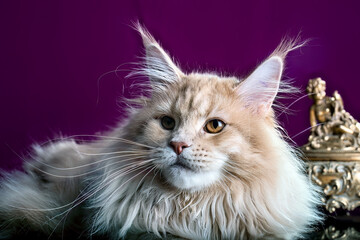 Cute maine coon kitten on pink background in studio, isolated.
