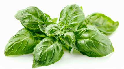 Fototapeta premium Close-up of fresh basil leaves isolated on a white background 