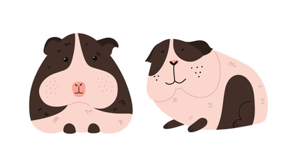 Cute guinea pig on white background. Vector illustration