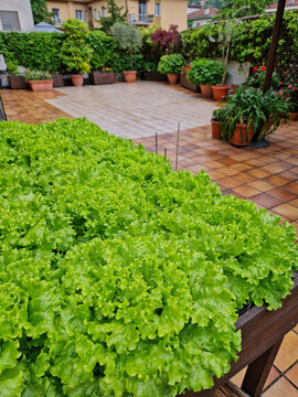 INSALATA VERDE DA TERRAZZA IN CONDOMINIO COLTIVAZIONE 