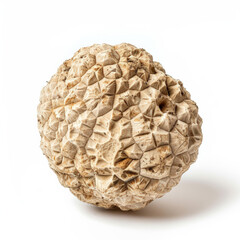 Close-up of a white truffle isolated on a white background