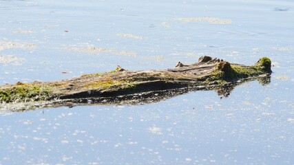 The log looks like a crocodile in a lake.
