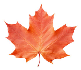 PNG Canada maple leaf plant tree white background. AI generated Image by rawpixel.