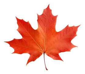 Obraz premium PNG Canada maple leaf plant tree white background. AI generated Image by rawpixel.