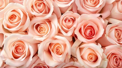 Peach roses blooming side by side, their gentle curves and soft petals forming a captivating display of natural elegance