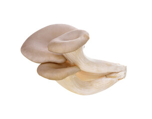 Oyster mushrooms transparent png © nipaporn