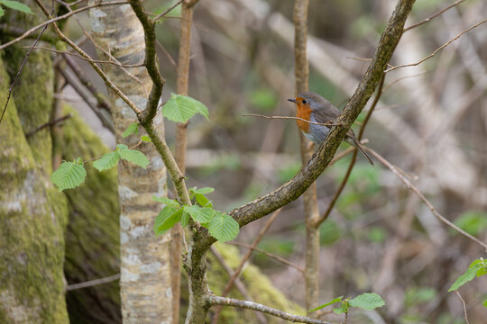 A Robin Perched in a Tree on a Warm Spring Day