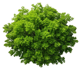 PNG  Green tree parsley plant herbs. AI generated Image by rawpixel.