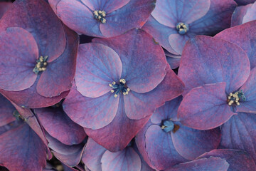 Naklejka premium Blue, lilac, pink Hydrangeas flower bouquet. Selective soft focus. Macro nature background.