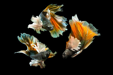 Betta fish with its wonderful colors. Black background. Betta splendens.