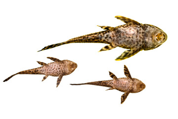 Stingray. Isolated images. White background.