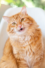 a funny portrait of an orange cat sitting on a white chair