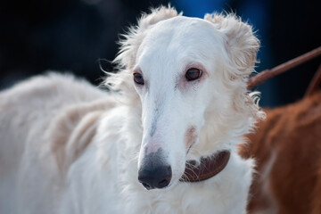 A white dog breed Russian greyhound, borzaya, portrait, close-up.