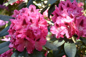 Rhododendron in Blüte