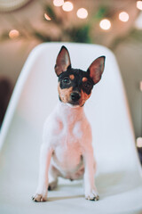 cute black and white rat terrier puppy portrait with the blurred background 