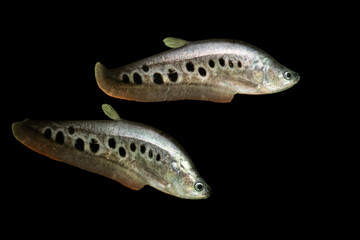 Clown Knife Fish. Chitala ornata. Black background.