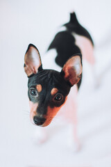 cute black and white rat terrier puppy portrait with the white background