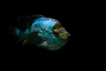 Flower Horn. Cichlid. Black background.