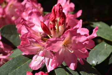 Rhododendron in Bl&uuml;te