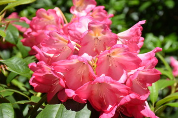 Rhododendron in Blüte