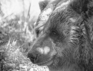 brown bear portrait