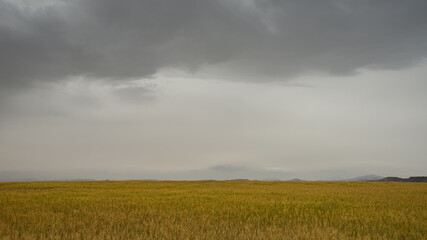Agriculture wheat field ready for harvesting. Rural grainfield farmland against sky.