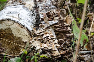 Trametes versicolor growing on a dead birch