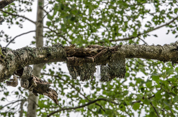 Owl nest on a tree branch in the forest in spring.