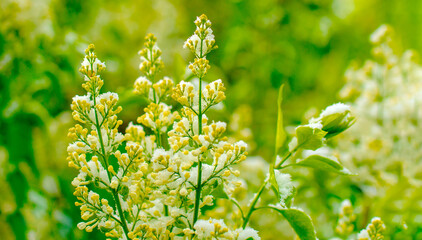 A field of green plants with white flowers, covered with snow. Snow covers the flowers and plants, creating a calm and peaceful atmosphere.