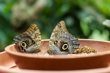 Large brown butterflies eating food.