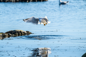 Herring gull Larus argentatus fishing in a small bay.