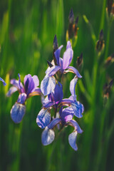 Purple iris flower on dark background. Blooming iris versicolor close up. Blue flowers Iris...