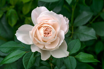 Beautiful blooming white cream rose in the park.