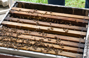 bees in a beehive in a wooden frame