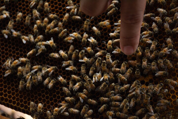 bees in a beehive in a wooden frame