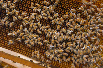 bees in a beehive in a wooden frame