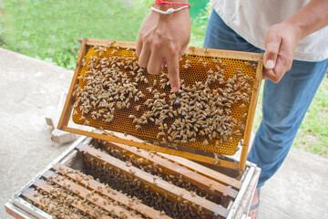 bees in a beehive in a wooden frame