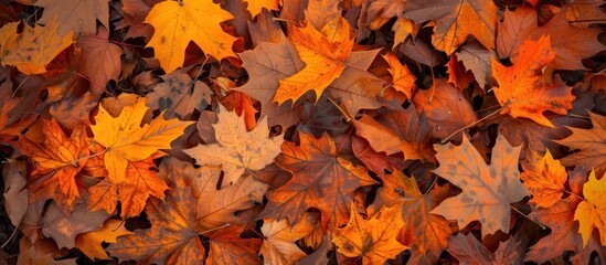 background of falling leaves in autumn
