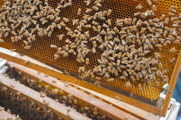bees in a beehive in a wooden frame